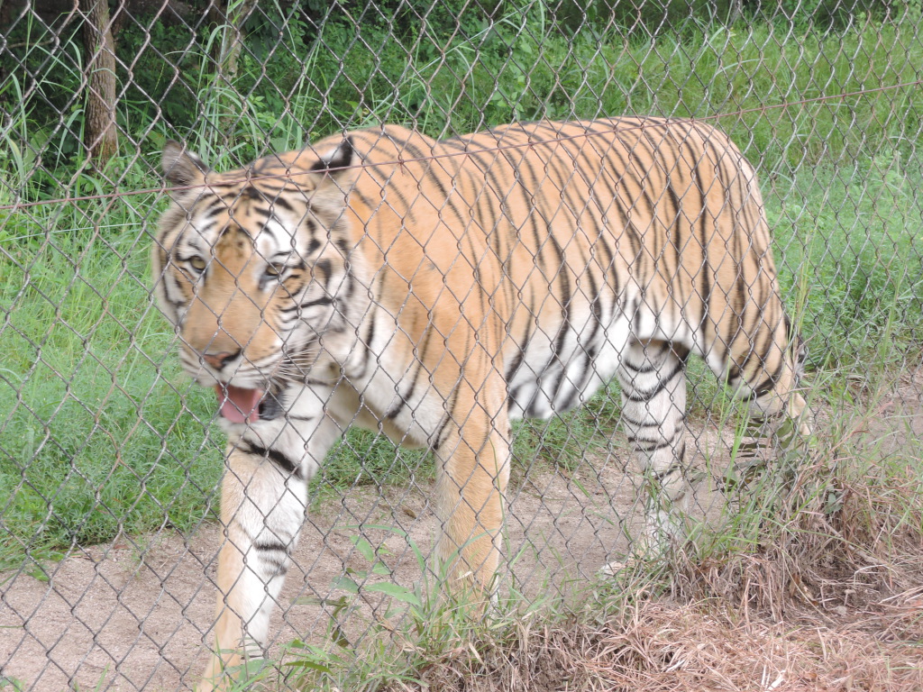 Der Zufall wollte es, dass beim 1ten Besuch des Tigergeheges gerade jemand hungrig Ausschau hielt...