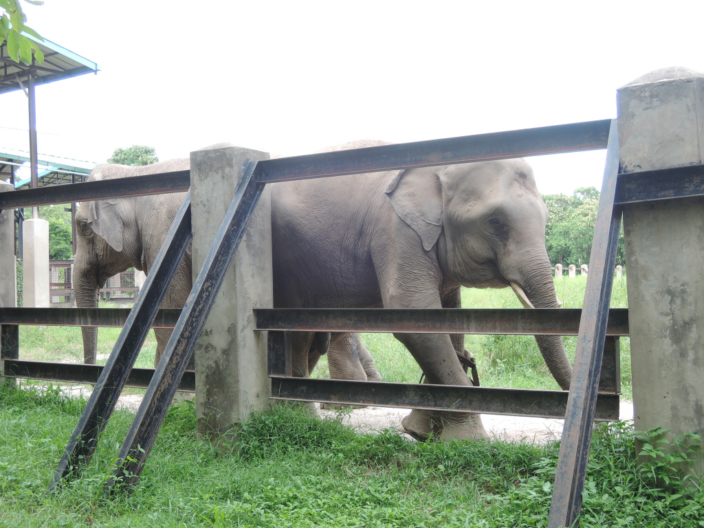 Gerettete Elefanten, man beachte die spezielle Elefanten-Beinprothese