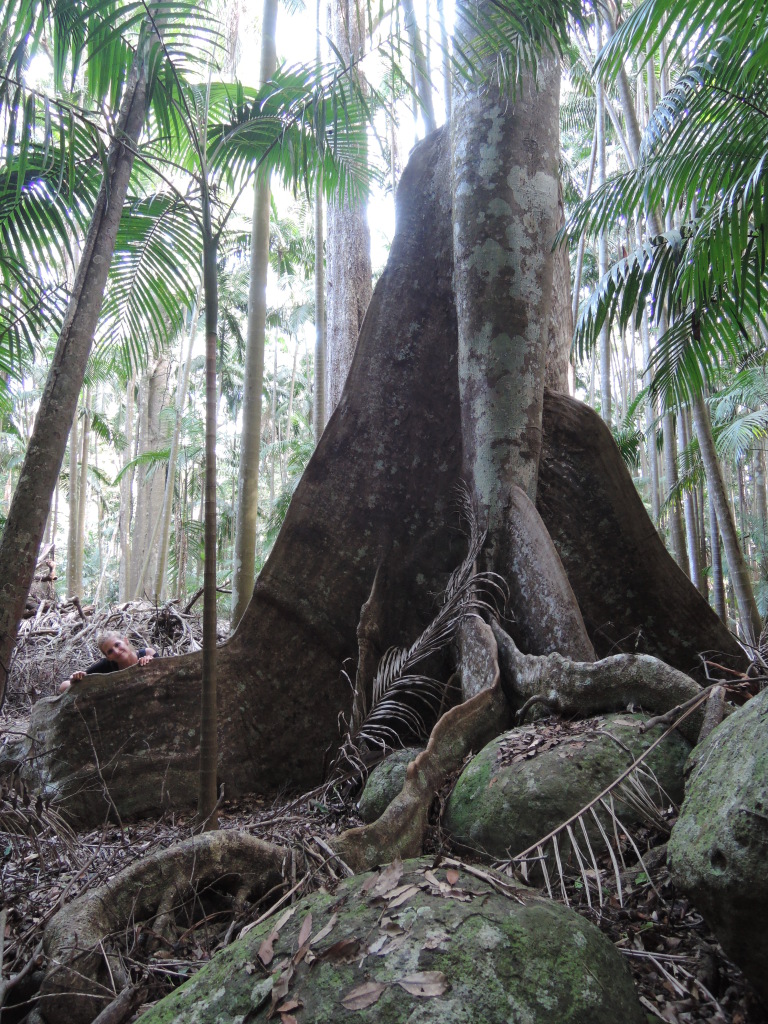Riesige Bäume, Urwald-Feeling