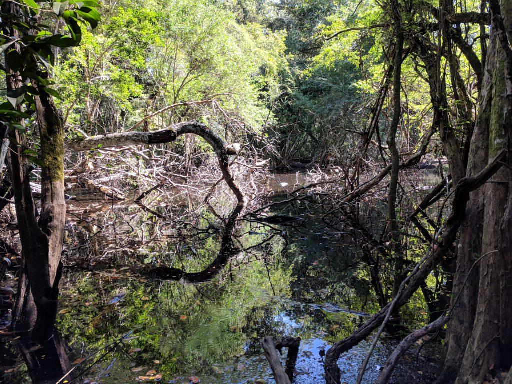 Ob ihr's glaubt oder nicht, in dem Tümpel waren echt Krokodile!